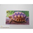 Garfield Állati rekordok 2. matrica