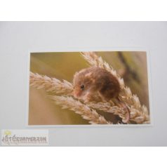 Garfield Állati rekordok 2. matrica