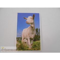 Garfield Állati rekordok 2. matrica