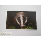 Garfield Állati rekordok 2. matrica