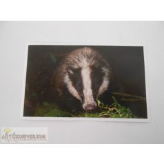 Garfield Állati rekordok 2. matrica