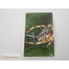 Garfield Állati rekordok 2. matrica