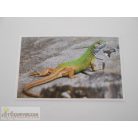 Garfield Állati rekordok 2. matrica