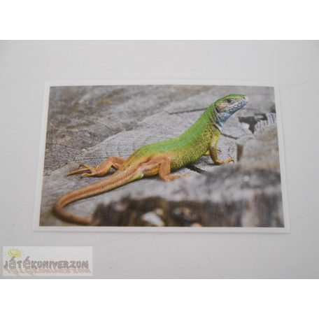 Garfield Állati rekordok 2. matrica