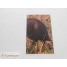 Garfield Állati rekordok 2. matrica