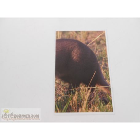 Garfield Állati rekordok 2. matrica