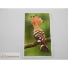 Garfield Mentsük meg a bolygót! matrica