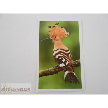 Garfield Mentsük meg a bolygót! matrica