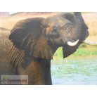 Csodálatos világ Elefántok képeskönyv