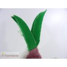  Vitateam Goodness Gang fokhagyma plüss figura