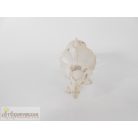 Triceratops dinoszaurusz csontváz figura