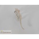 Triceratops dinoszaurusz csontváz figura
