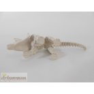 Triceratops dinoszaurusz csontváz figura